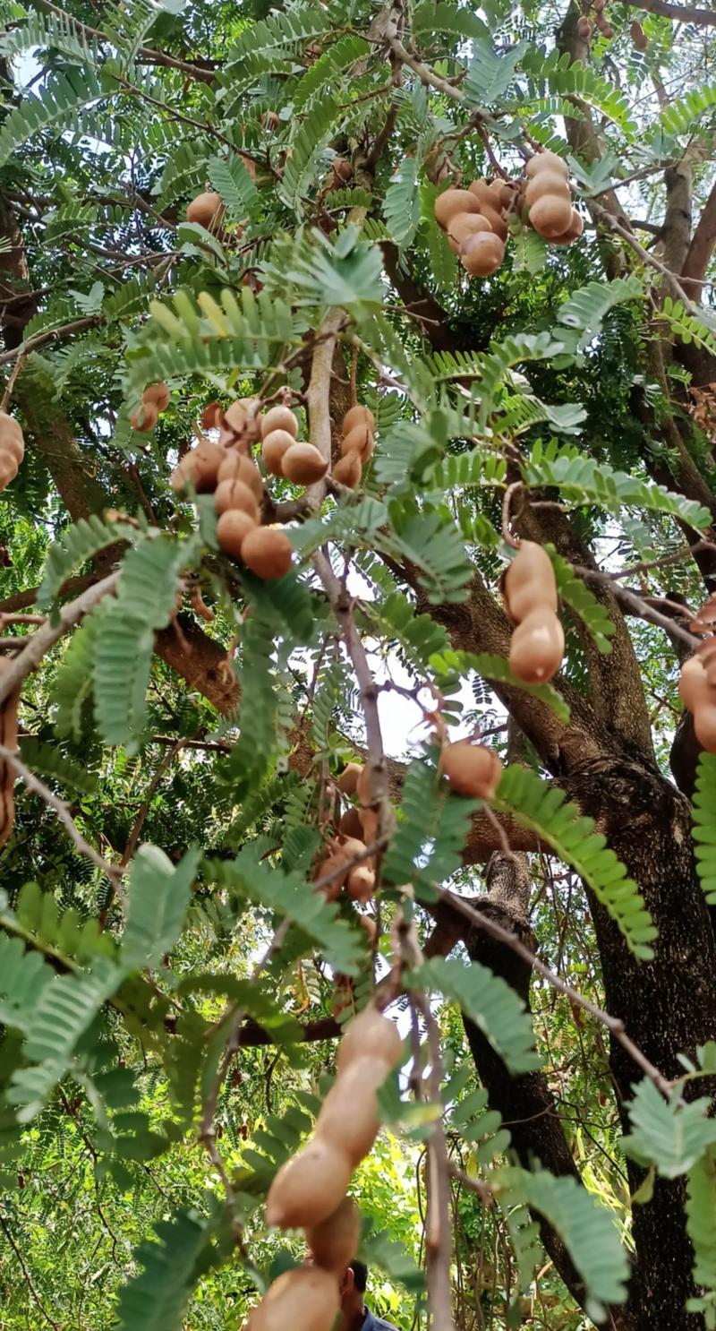 云南鲜花饼：一种独特的风味